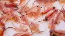 artemia-cyst.webp