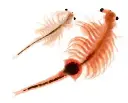Revive Artemia