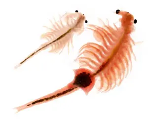 Revive Artemia
