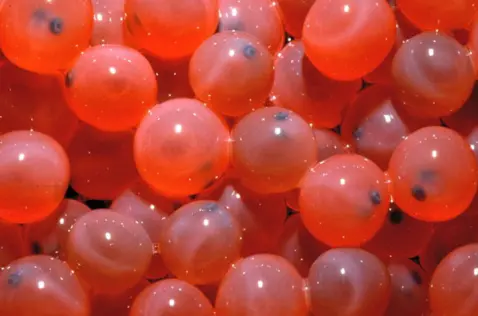Atlantic Salmon Egg